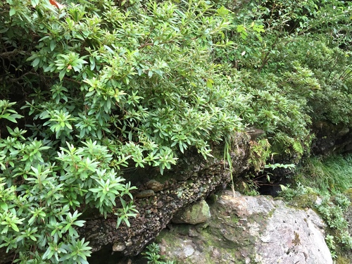 Rhododendron ripense iNat (2)