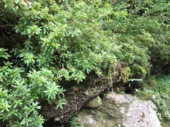 Rhododendron ripense