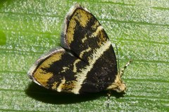 Choreutis argoxantha