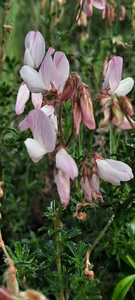 Pegamoscas