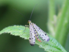 Panorpa germanica