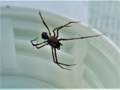 Scytodes