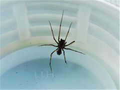 Scytodes