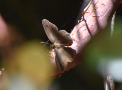 Cercyonis sthenele