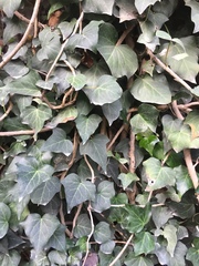 Hedera