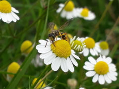 Cerceris arenaria