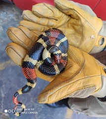 Micrurus surinamensis