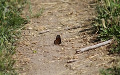 Limenitis archippus