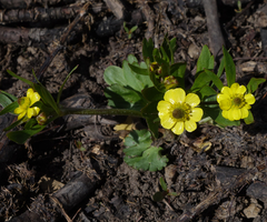 Ranunculus inamoenus