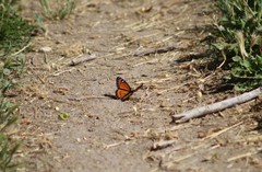 Limenitis archippus