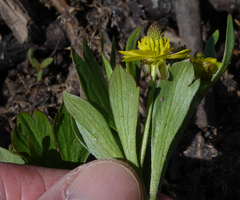 Ranunculus inamoenus