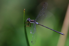 Archiargiolestes pusillus