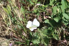 Pieris rapae