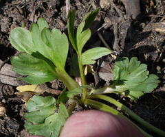 Ranunculus inamoenus