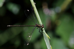 Miniargiolestes minimus