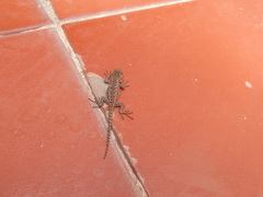 Sceloporus grammicus