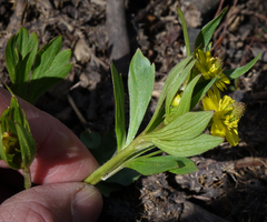 Ranunculus inamoenus