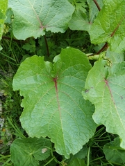 Rumex alpinus