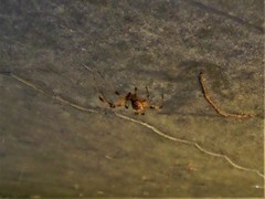 Latrodectus geometricus