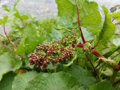 Rumex alpinus