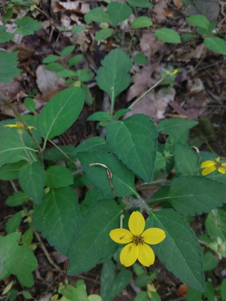 Chrysogonum virginianum, Durham, NC 27705, USA