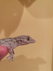 Tarentola mauritanica