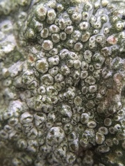 Pertusaria hymenea