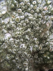 Pertusaria hymenea