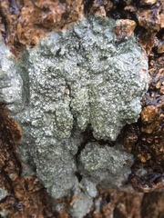 Pertusaria hymenea