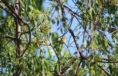 Setophaga petechia