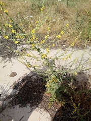 Verbascum sinuatum image