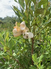 Exobasidium ferrugineae