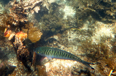 Arripis georgiana