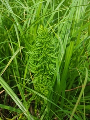 Cicuta virosa
