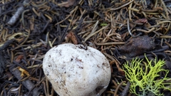 Handkea fumosa