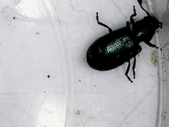 Necrobia violacea