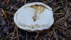 Handkea fumosa