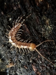Lithobius variegatus