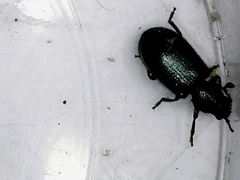 Necrobia violacea