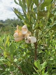 Exobasidium ferrugineae