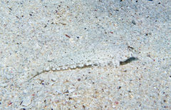 Diplogrammus goramensis