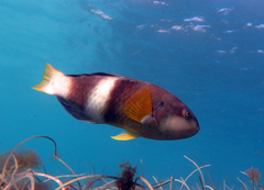 Notolabrus tetricus