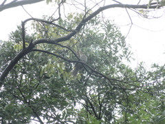 Hypsipetes amaurotis