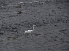 Ardea alba