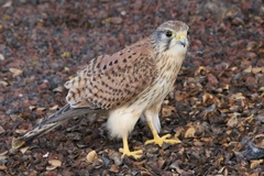 Falco tinnunculus dacotiae