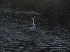 Ardea cinerea