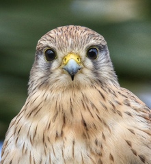 Falco tinnunculus dacotiae