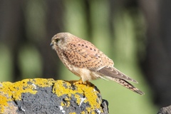 Falco tinnunculus dacotiae