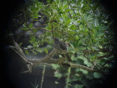 Hypsipetes amaurotis