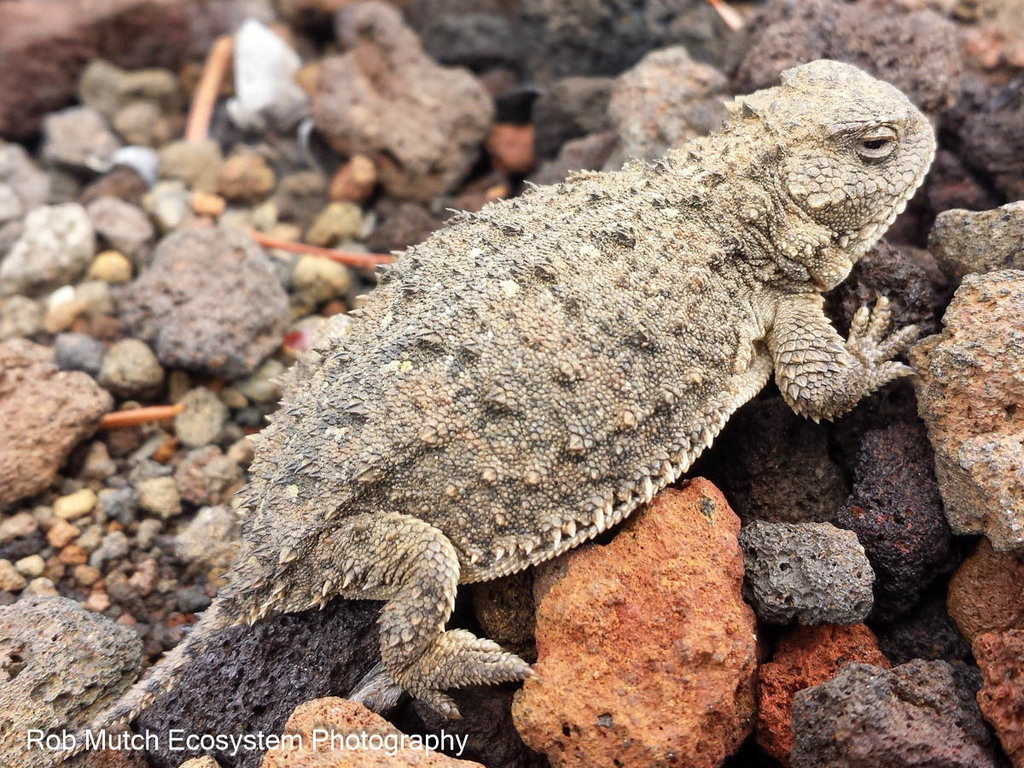 Pygmy Short-horned Lizard